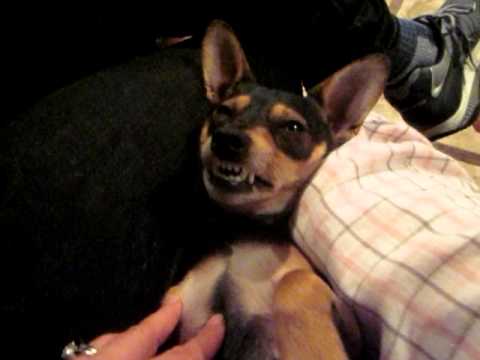 Rosamaria-The Happiest Dog In The World