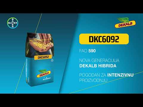 Dekalb kukuruz DKC6092 zdravo zrno i odlični prinosi!