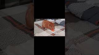 Download lagu Jerry #guineapig #eating #carrot mp3 Download lagu Jerry #guineapig #eating #carrot mp3
