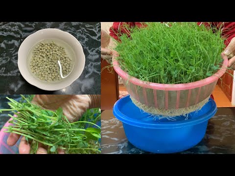 How To Grow Pea Shoots In A Basket Without Soil | From Seed To Harvest