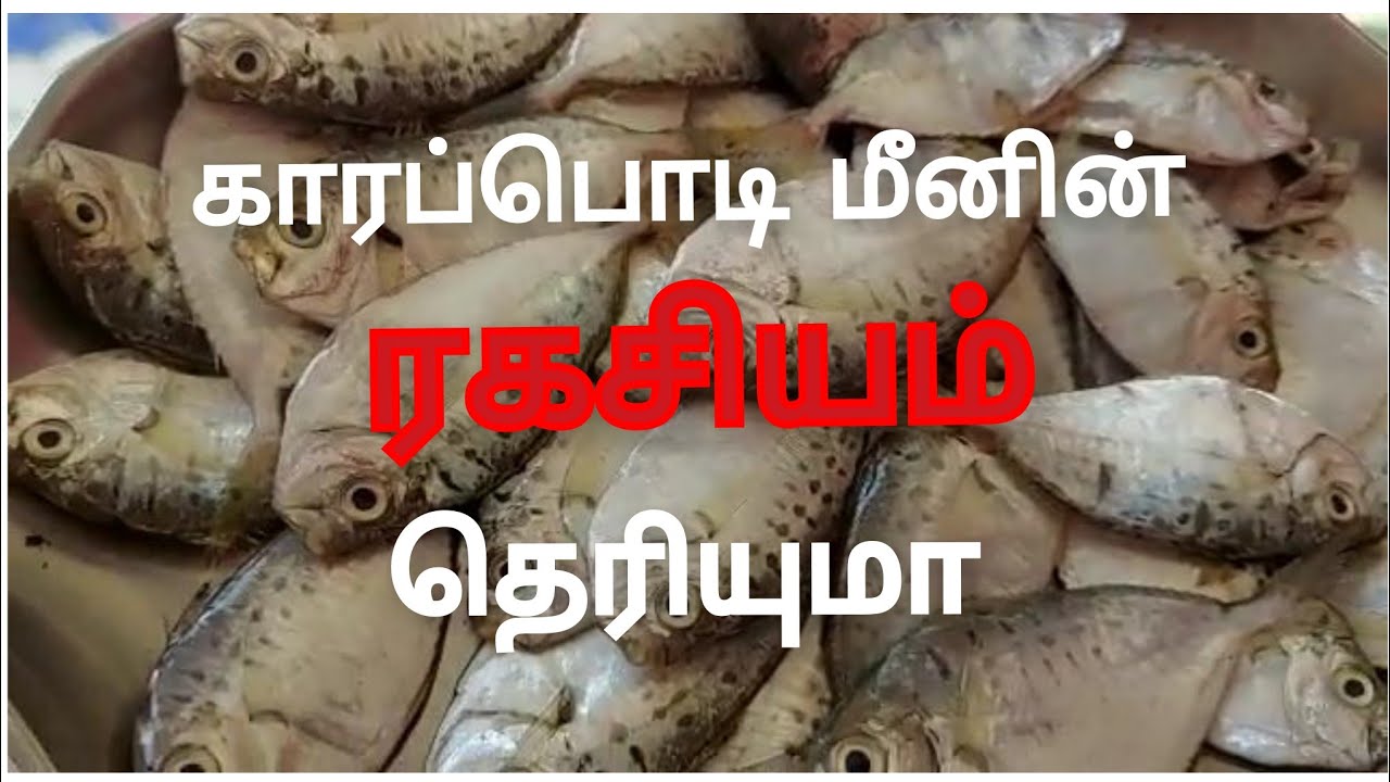 காரப்பொடி மீனின் ரகசியம் தெியுமா|Health benefits of karapodi meen(silver belly fish)