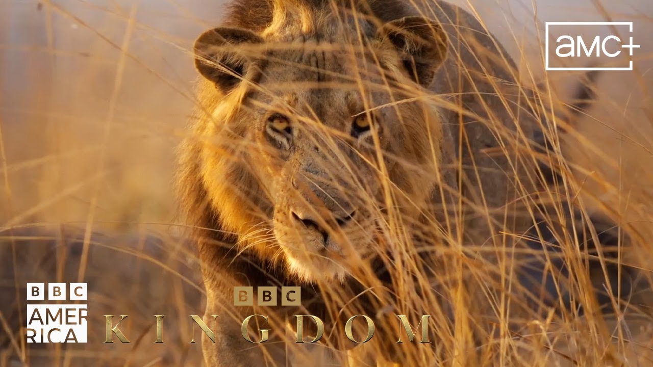 Kingdom | Official Trailer | Premieres January 24 on BBC America - YouTube