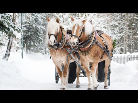 A Countryside Christmas, Soft Holiday Christmas Music, Popular instrumental Carols by Tim Janis