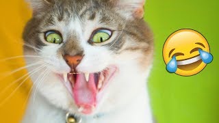 Я РЖАЛ ПОЛ ЧАСА | Смешные Коты и Собаки | ПРИКОЛЫ С ЖИВОТНЫМИ | Cute Cats