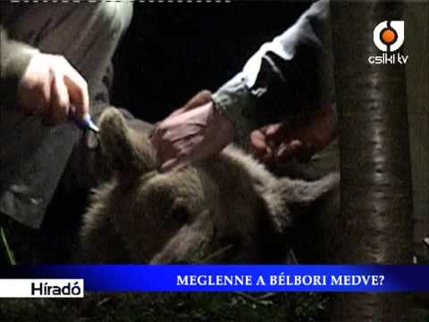 Híradó április 26. Meglenne a bélbori medve?