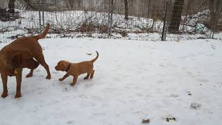 Video preview image #3 Labrador Retriever Puppy For Sale in WEST SALEM, WI, USA