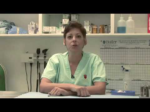 YouTube video about: How can you tell if a cat is done giving birth?