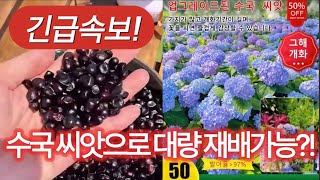 수국 씨앗 파종으로 대량 생산 가능!?