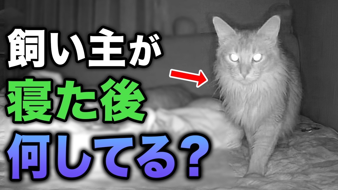 【飼い主が寝た後、猫は何してる？】猫が夜中にコッソリやっていること21選