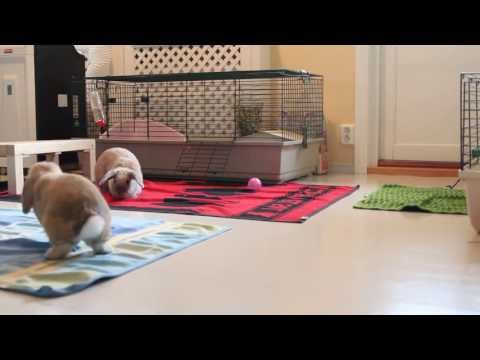 Kaninerna Ludde och Sally