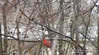 High On The Mountain 0002