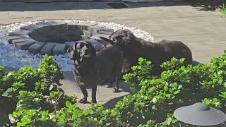 Quinn (little) and Hadley hanging in the sun