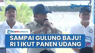 Sampai Gulung Lengan Baju, Momen Prabowo Tarik Sendiri Jala Udang, Wajah Semringah Lihat Hasilnya
