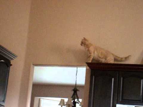 Cody the Cat's big jump