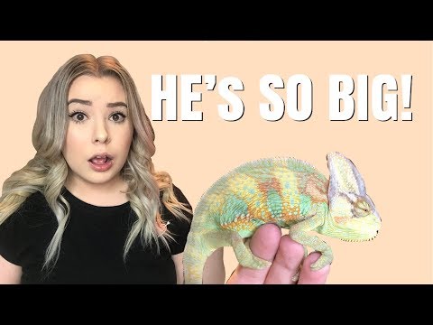 download lagu mp3 mp4 How Big Can They Grow, download lagu How Big Can They Grow gratis, unduh video klip How Big Can They Grow