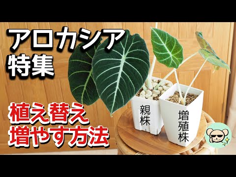 摂食者のアオカケスが食行動を作る