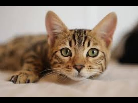 Curtest animals & their funny actions that will make you laugh & let you forget your worries! #13