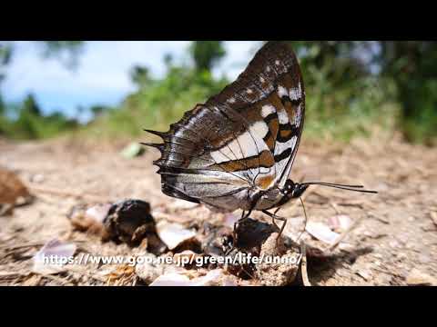 ジュピターフタオチョウ　Polyura jupiter
