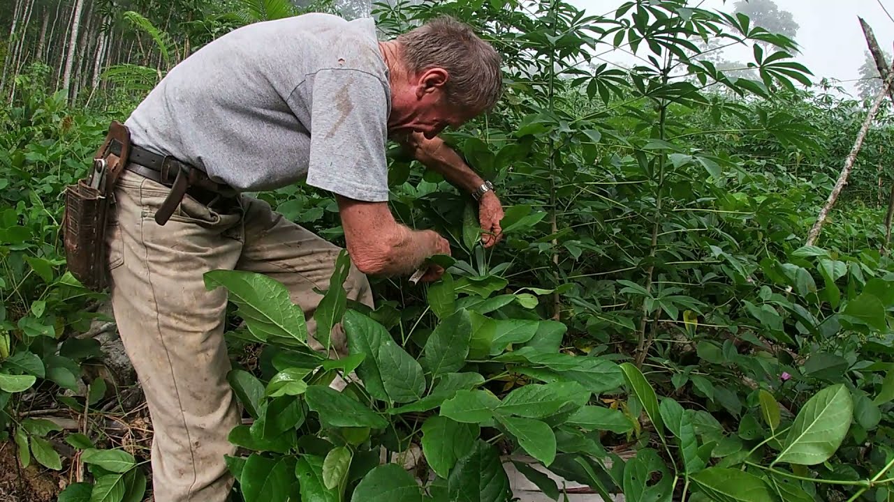 A poda do feijão de porco, um estimulante para o crescimento de nossas plantas