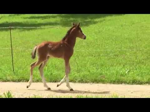 Melina von Bundeschampion Movie Star/Neckar
