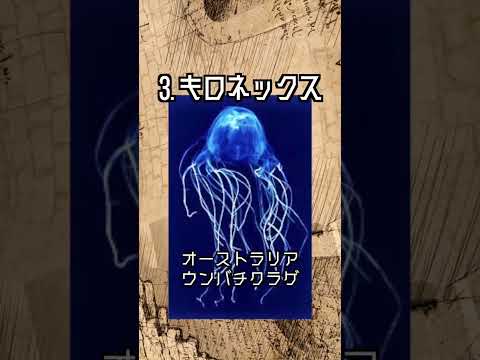 先史時代の海洋動物 - 珍品とイメージ -
