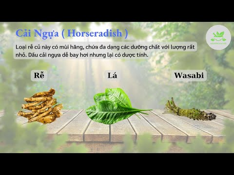 Cải Ngựa ( Horseradish ) | Rau củ 05 | Dinh Dưỡng Chữa Bệnh | Dinh Dưỡng & Sức Khỏe