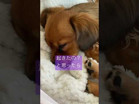 愛犬が目を開けて寝る:原因と対処法