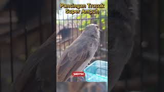 Download lagu Pancingan Trucuk nguplik memanggil Teman agar ikutan gacor #shortsvideo #shortsburung #shorts mp3