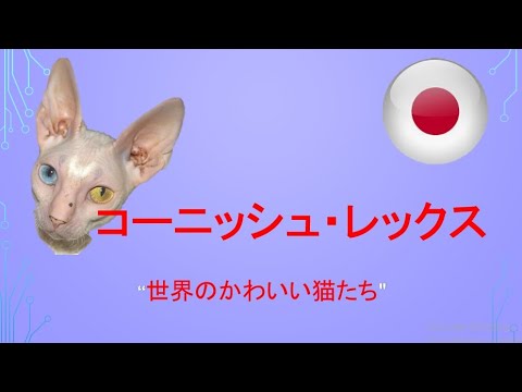 コーニッシュレックスという猫