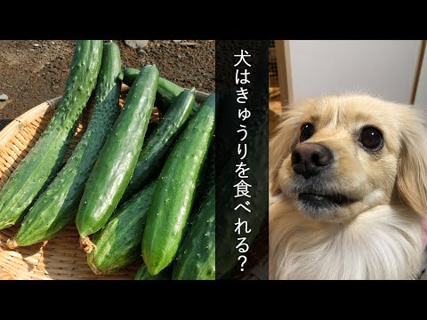 犬はキュウリを食べても大丈夫でしょうか?