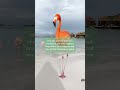 Flamingo Beach Aruba 🦩 How To Get a Day Pass to Renaissance Island | BEST WAY