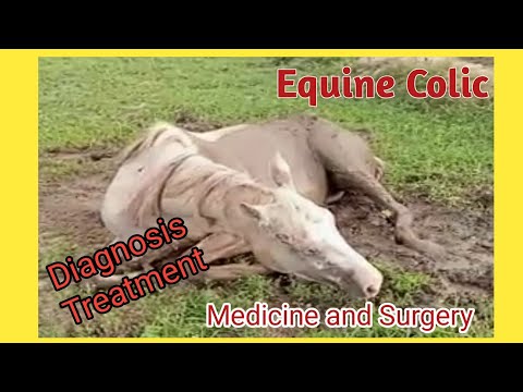 Horse colic sign, symptoms, diagnosis and treatment | Dr Murtaza Khalil | Animals Knowledge