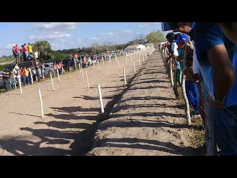 Corrida De Cavalo Em Poção Pernambuco