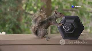 Squirrels: Unexpected Friends in the Urban Jungle