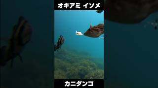 釣りエサが すぐになくなる 夏の海【水中カメラ】 #水中撮影 #釣り
