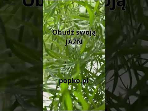 [Encyklopedia Wiedzy Duchowej] Obudź swoją JAŹŃ popko.pl #popko #duchowosc #rozwój #rozwojduchowy #motywacja #rozwojosobisty #love