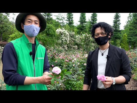 園芸 香りの良いペッパーツリー、カリフォルニアペッパーツリー、ペルーペッパーツリー