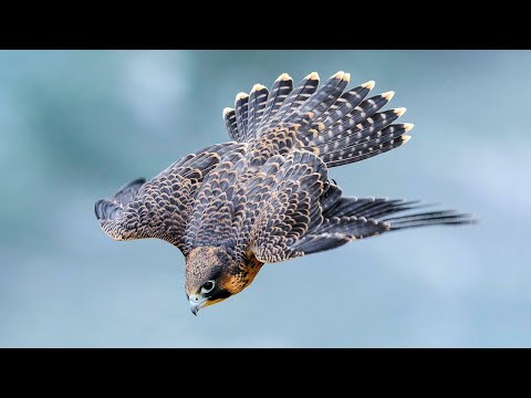 image-How fast does a peregrine falcon dive?
