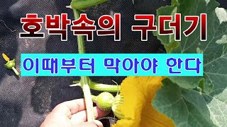 [텃밭농부 1,557]  호박속의 구더기 발생은 이때 부터 막아야한다. #호박재배