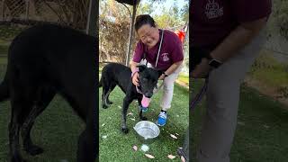 Video preview image #1 Labrador Retriever Puppy For Sale in Pasadena, CA, USA