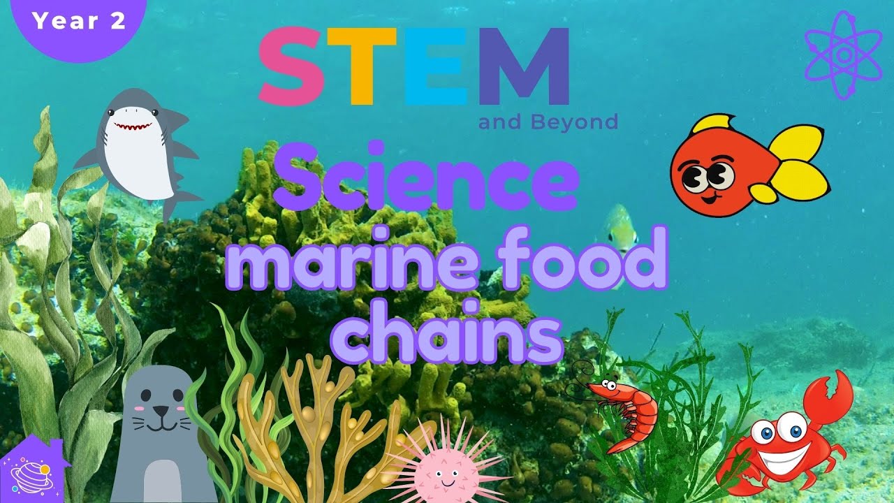 Marine Food Chains | KS1 Science For Kids Year 2 | STEM Home Learning