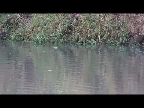 Djuma: Monitor Lizard swimming - 17:04 - 07/01/2023