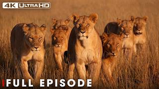 Savage Kingdom: Surviving the Lion Pride (Full Episode) | Nature and Animal Documentary