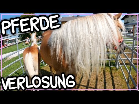 PFERDE VERLOSUNG