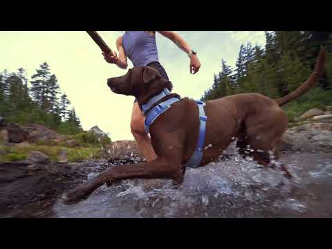 Ruffwear Dog Gear