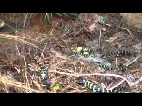 Vacation 2012 fudpucker