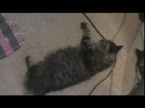 Rihanna - FUNNY KITTY cat