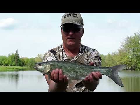 Jak łowić bolenie na muchę? Część pierwsza.