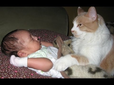 Adorable Cats Protecting and Loving Babies - YouTube