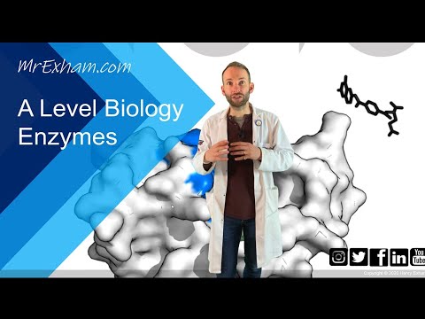 Enzymes Part 1 - Structure, function and rates - A Level Biology